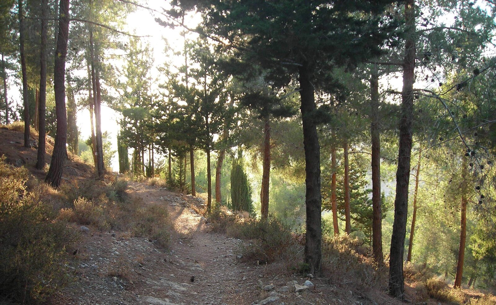 The sort of forest the Habiru would have hidden in. Jerusalem forest scenery from the Revida area - Dror Feitelson via the PikiWiki - Israel free image collection project